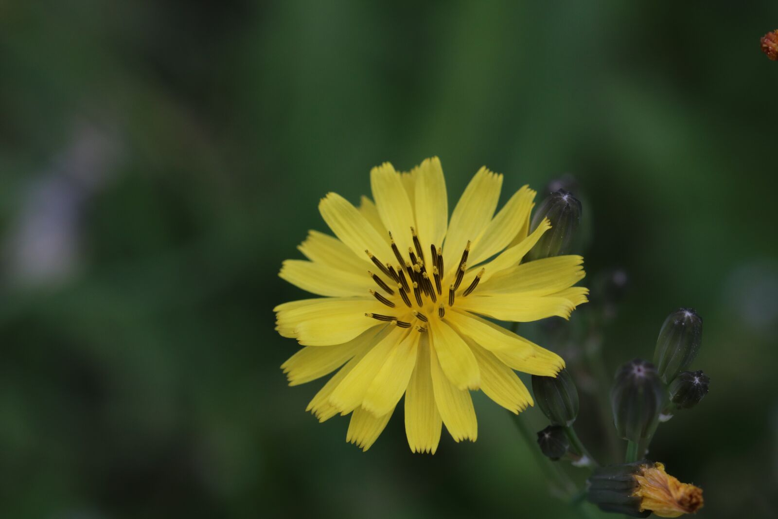 Canon EOS 750D (EOS Rebel T6i / EOS Kiss X8i) sample photo. Pool, flowers, yellow photography