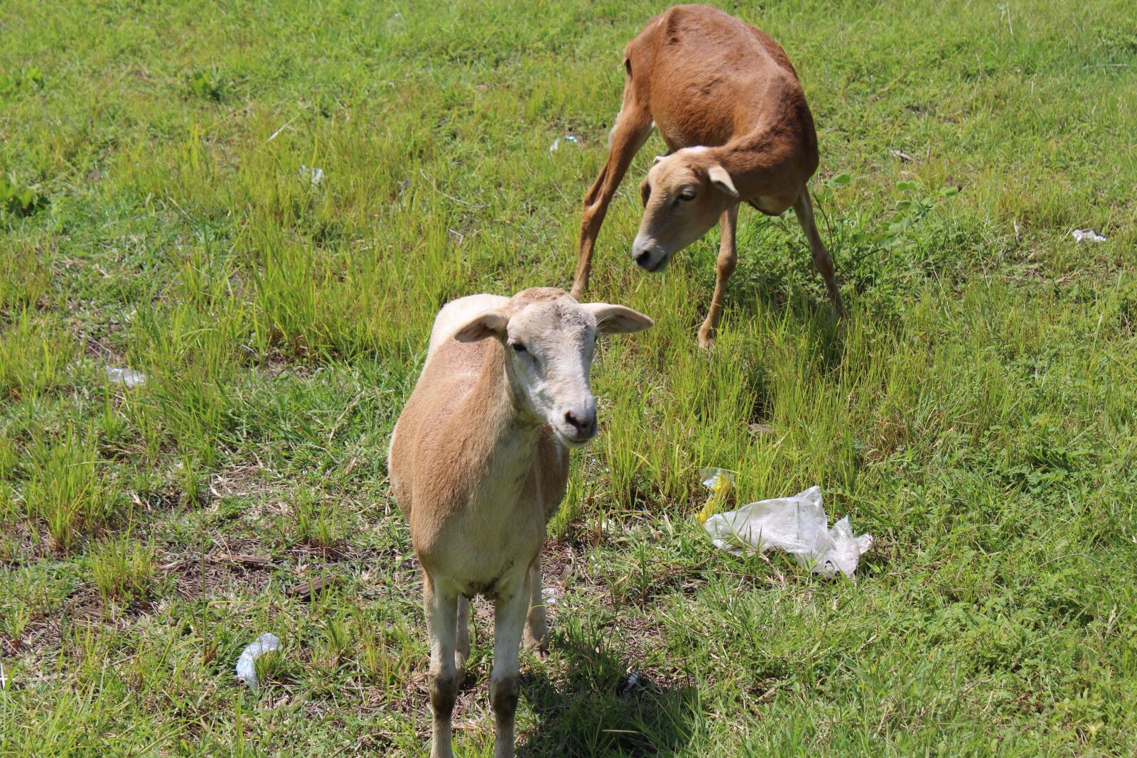 Canon EOS 1200D (EOS Rebel T5 / EOS Kiss X70 / EOS Hi) sample photo. Sheep, grass, lamb photography