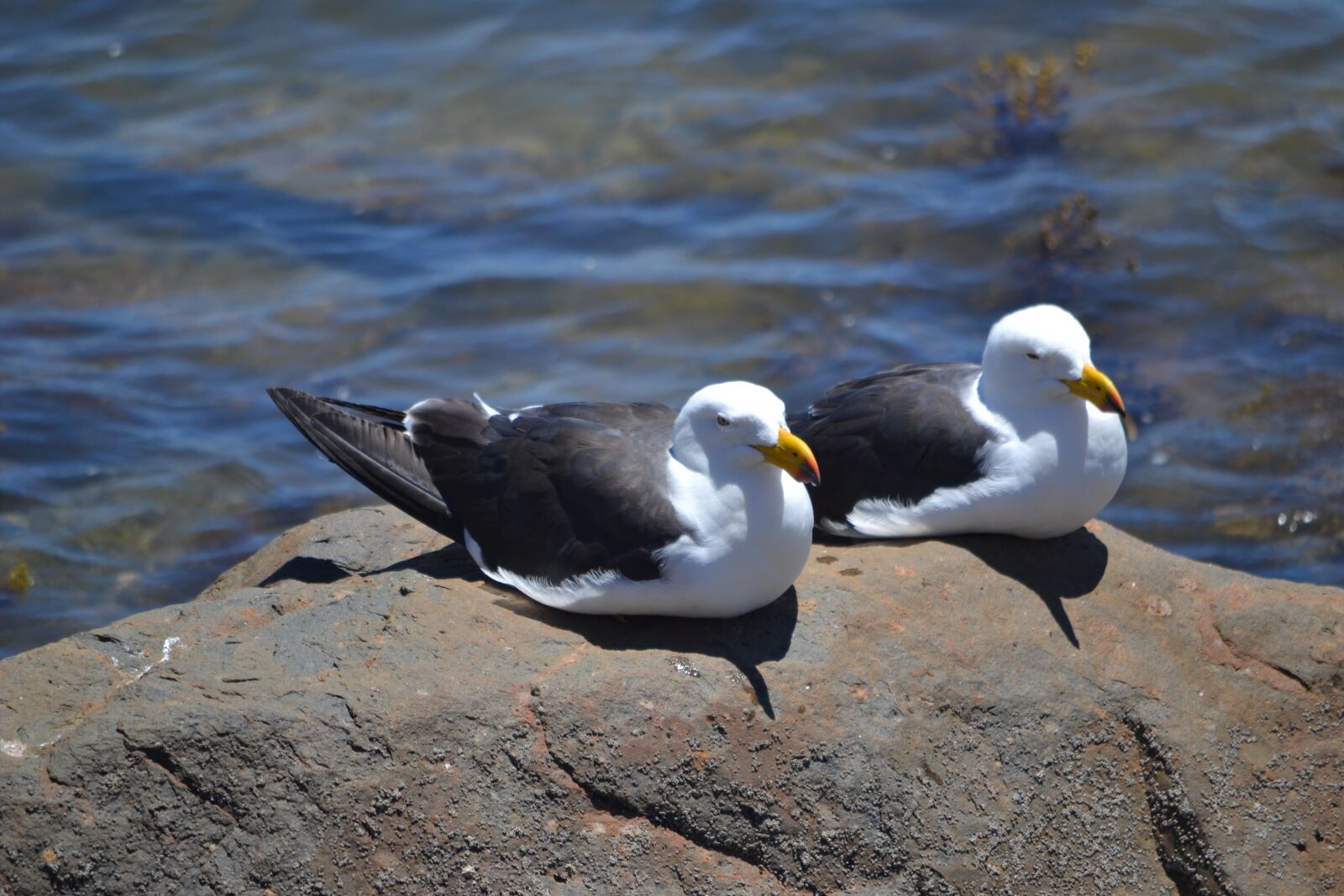 Nikon D3100 sample photo. Pacific gull, birds, ornithology photography