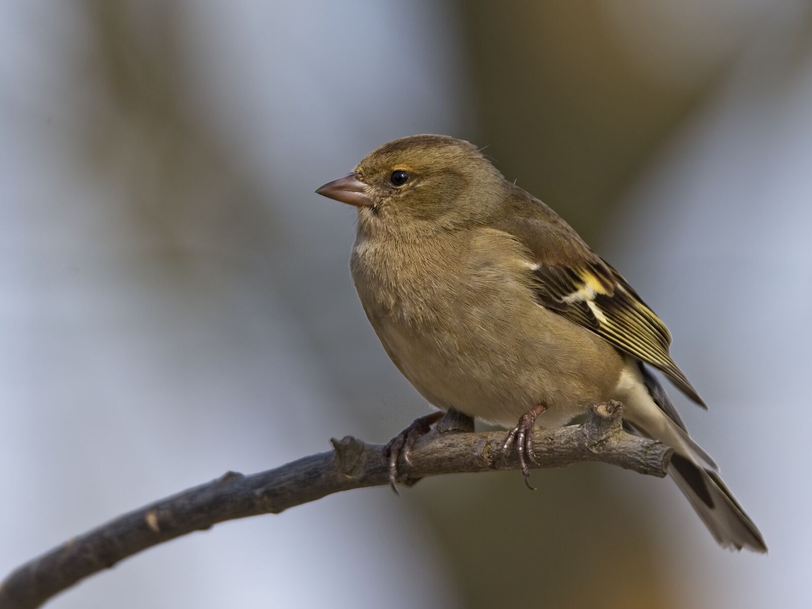 Sigma 150-600mm F5-6.3 DG OS HSM | C sample photo. Chaffinch females, chaffinch, fink photography