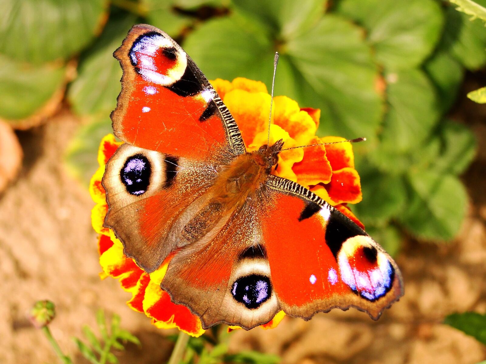 Sony Cyber-shot DSC-HX1 sample photo. Nature, butterfly day, animals photography