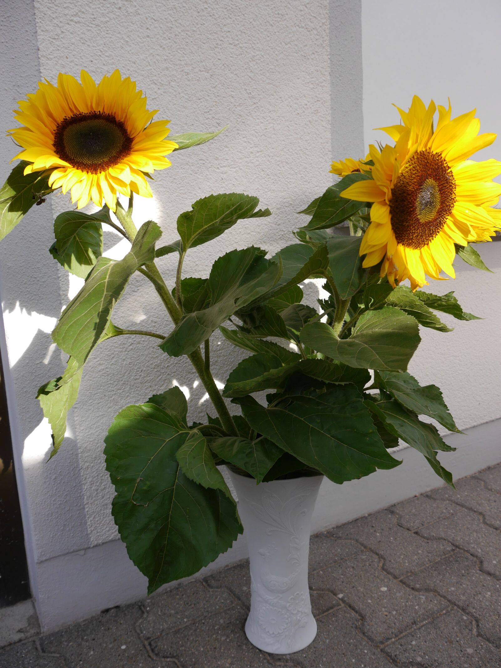 Panasonic Lumix DMC-G6 sample photo. Sunflower, sun, bouquet of photography