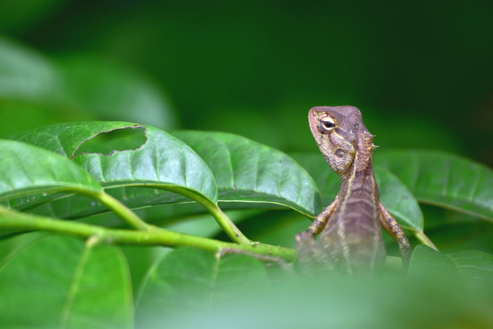 Nikon D3500 sample photo. Reptiles, wildlife, green photography