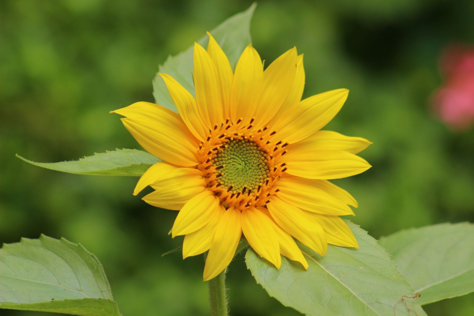 Canon EOS 100D (EOS Rebel SL1 / EOS Kiss X7) sample photo. Sunflower, yellow flower, yellow photography