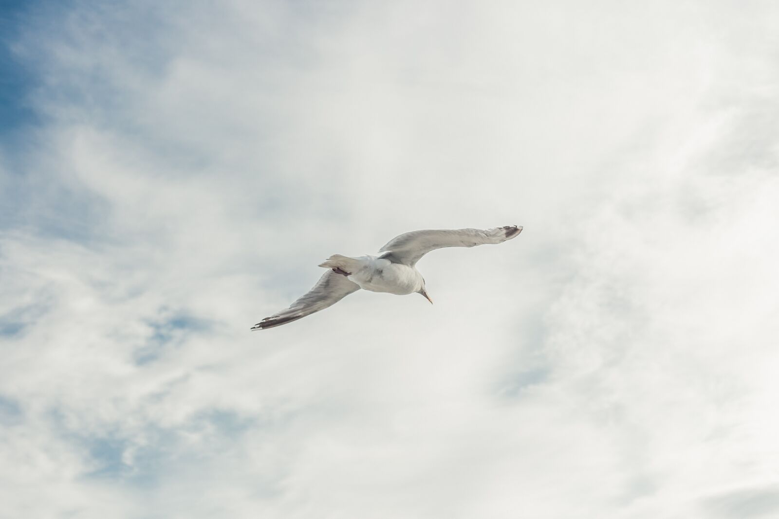 Canon EF 50mm F1.8 II sample photo. Seagull, fly, spread photography