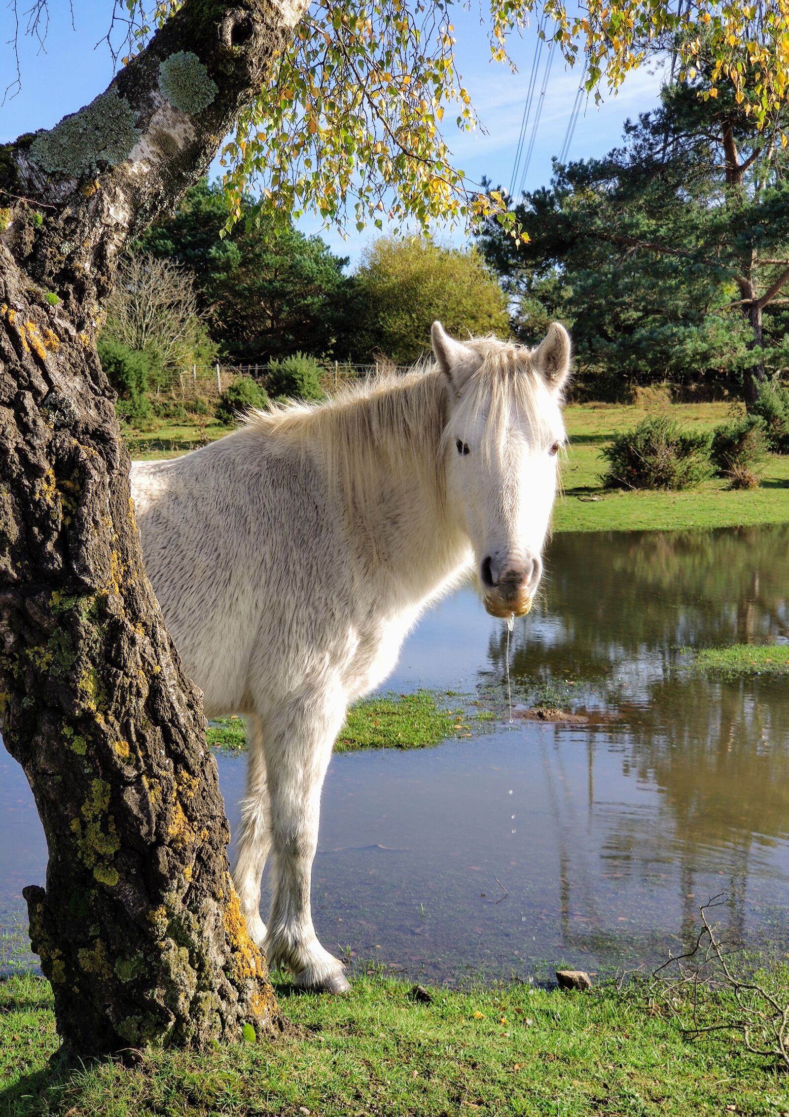 Xiaomi MI 9 sample photo. Pony, tree, mane photography