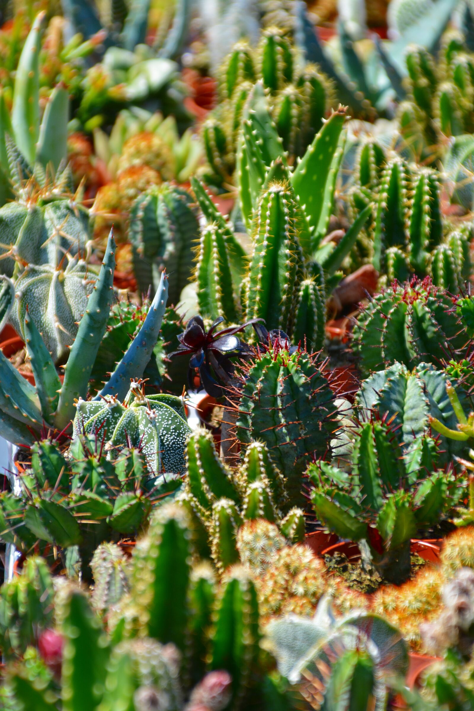 Nikon D5200 sample photo. Cactus, sokkulenten, plants green photography