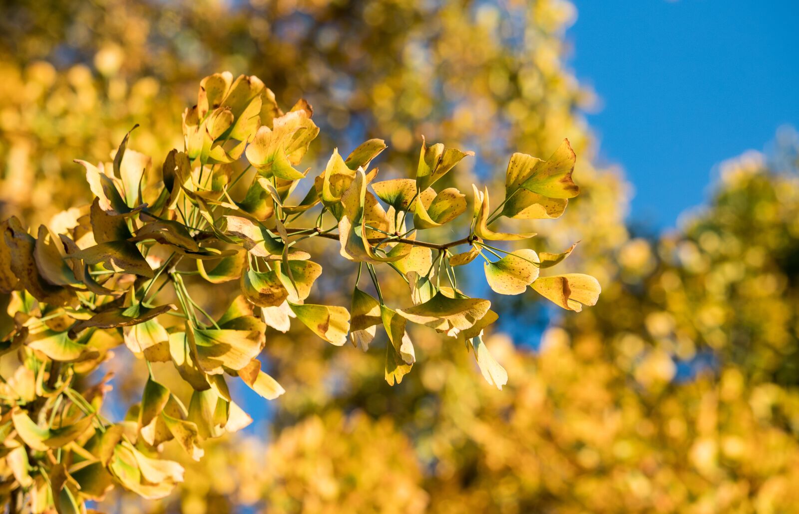 Canon EF-S 55-250mm F4-5.6 IS STM sample photo. Leaves, tree, autumn photography