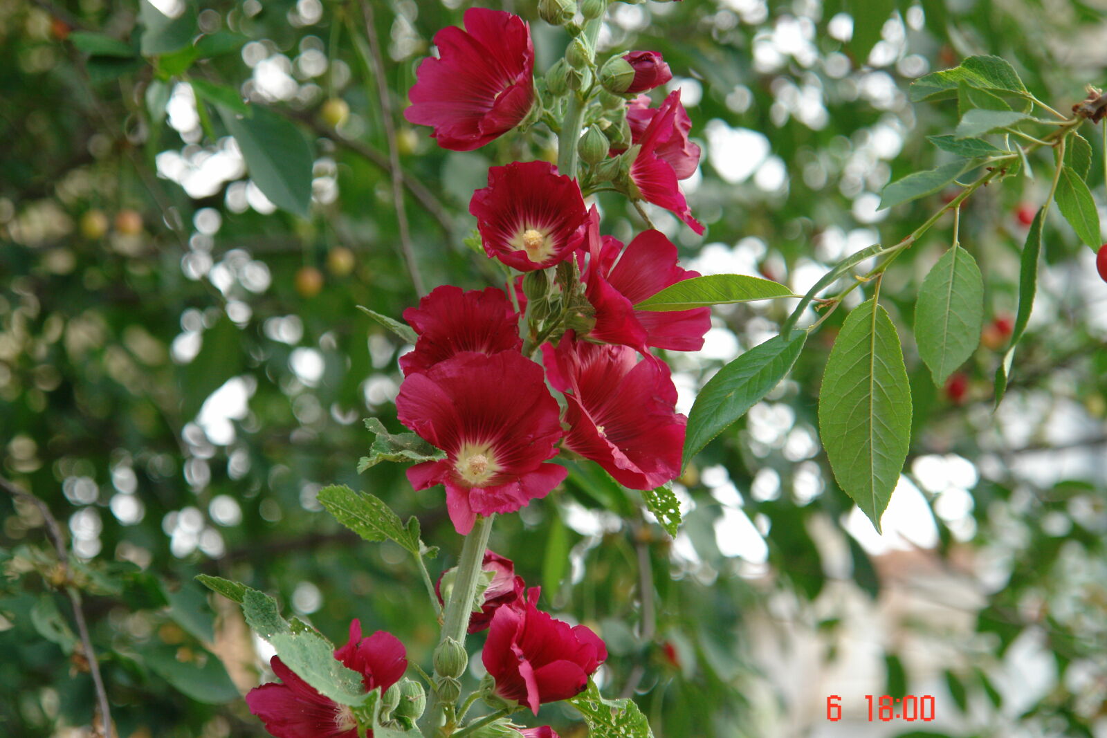Sony DSC-R1 sample photo