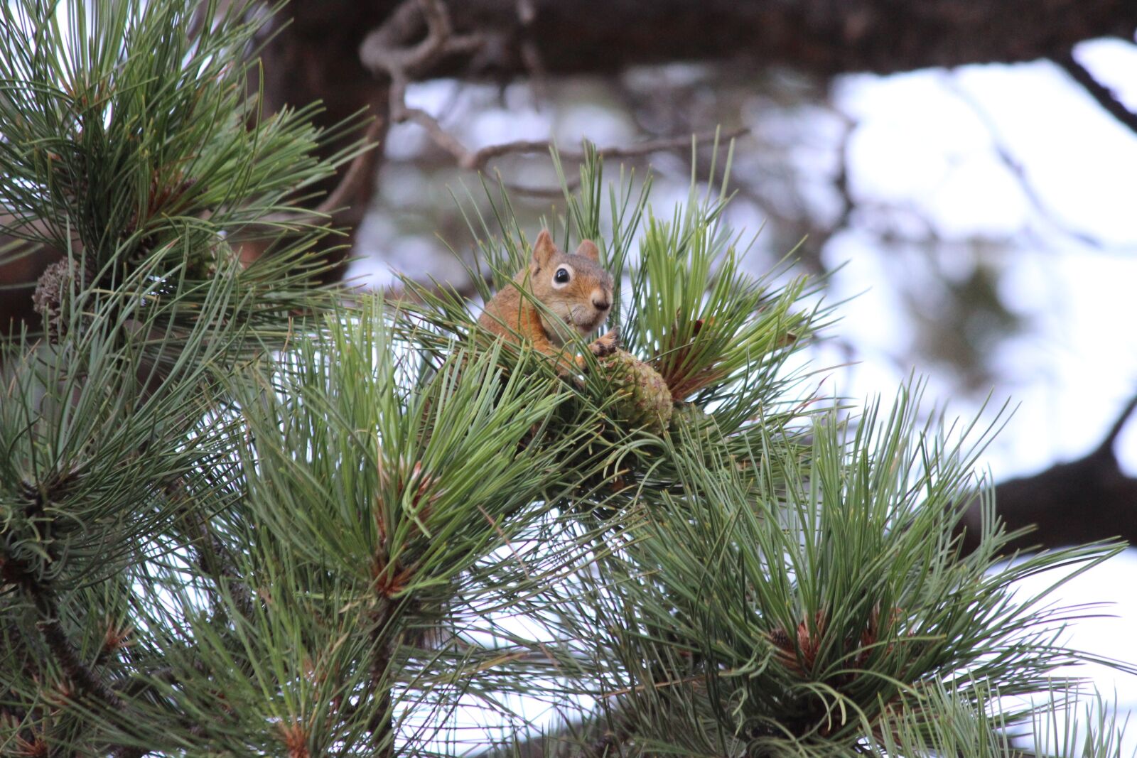 Canon EF-S 55-250mm F4-5.6 IS II sample photo. Squirrel, nager, animal photography