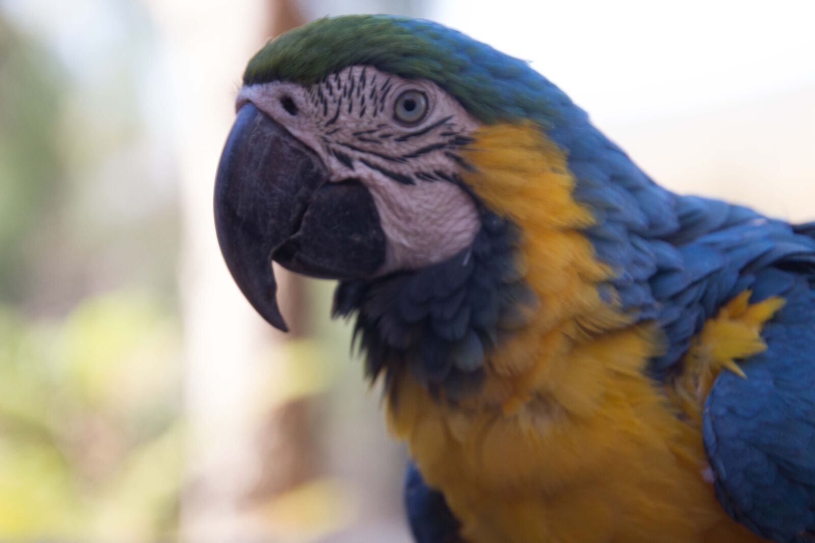 Canon EOS 600D (Rebel EOS T3i / EOS Kiss X5) sample photo. Parrot, bird, ara photography