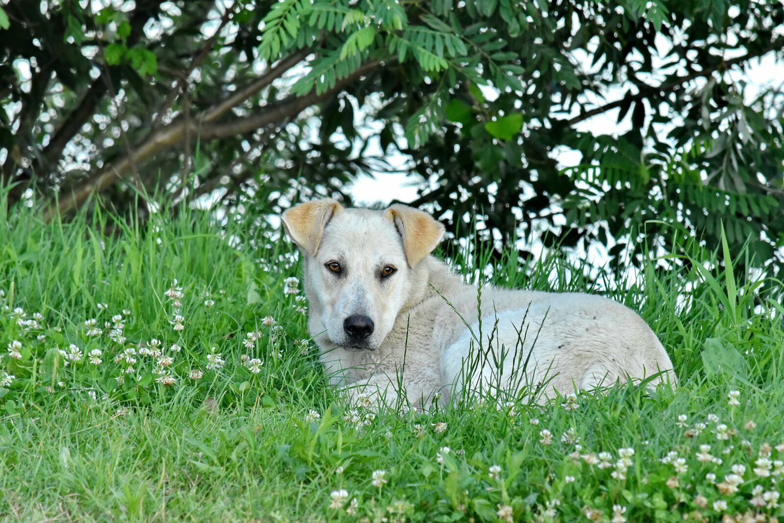 Nikon D5500 + Nikon AF-S DX Nikkor 55-300mm F4.5-5.6G ED VR sample photo. Beautiful, dog, grass, laying photography