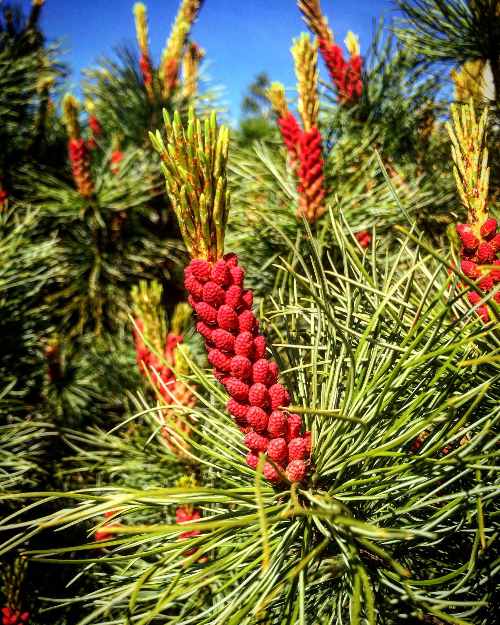 iPhone 5s back camera 4.15mm f/2.2 sample photo. Pine, inflorescences, kerkät photography