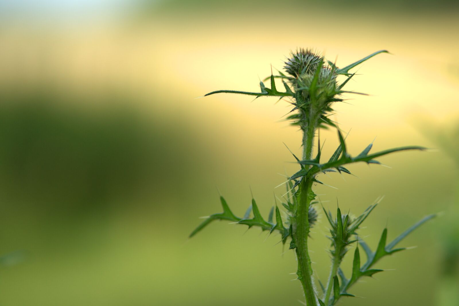Sony a7 II + Sony FE 85mm F1.8 sample photo. Thistle, sting, prickly photography