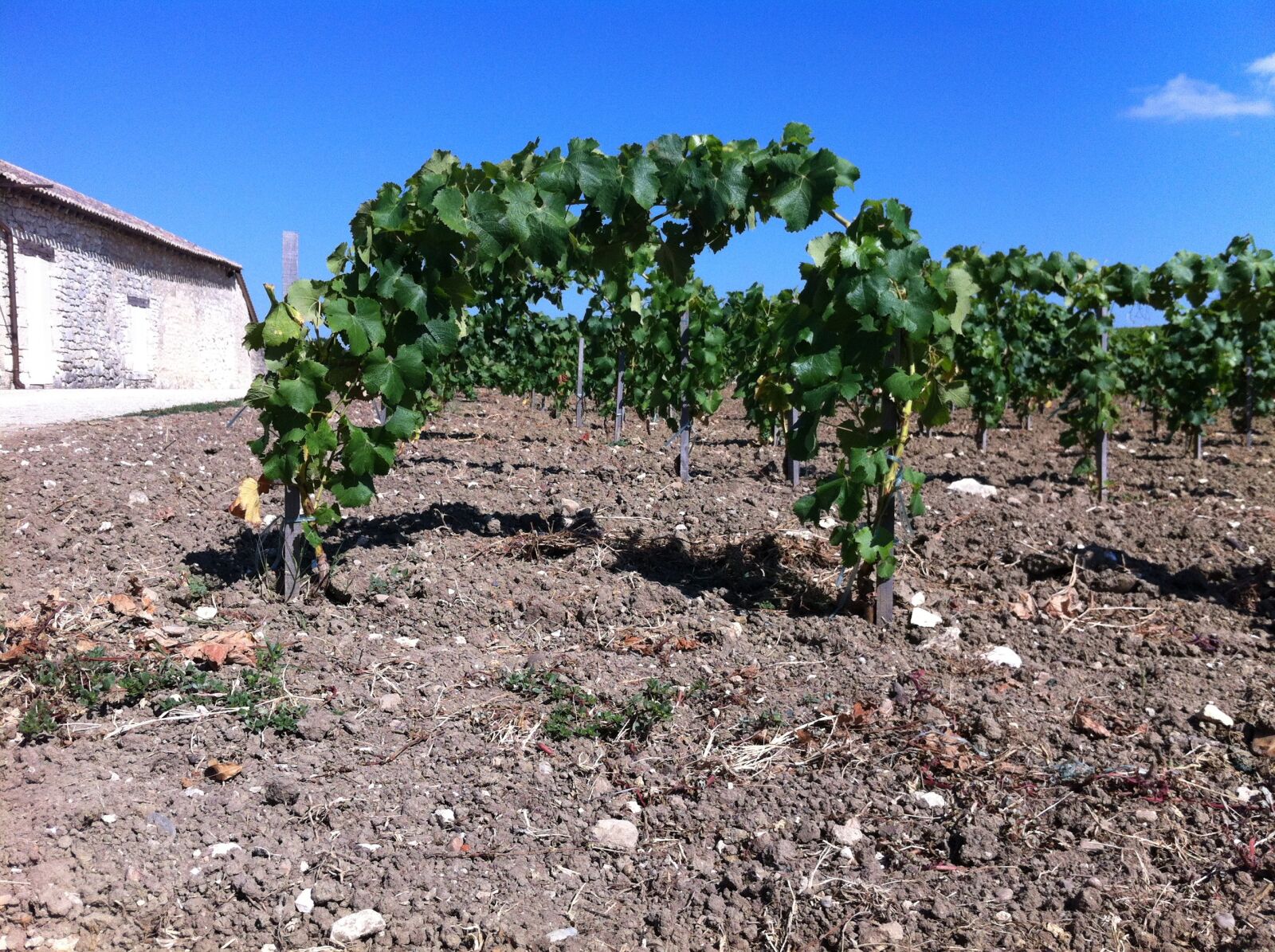 Apple iPhone 4 sample photo. Wine, vines, viticulture photography