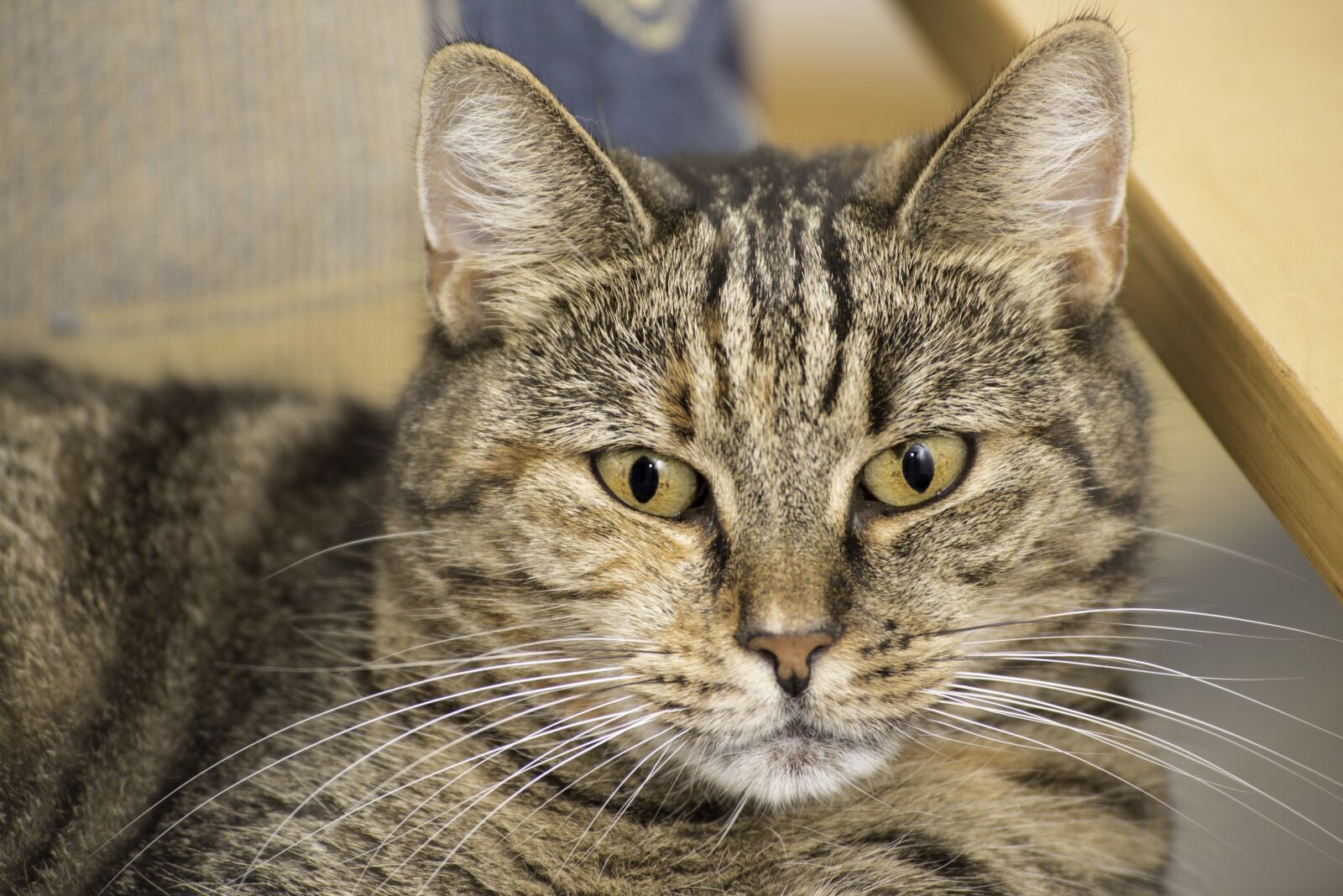 Nikon D750 sample photo. Domestic cat close-up, public photography