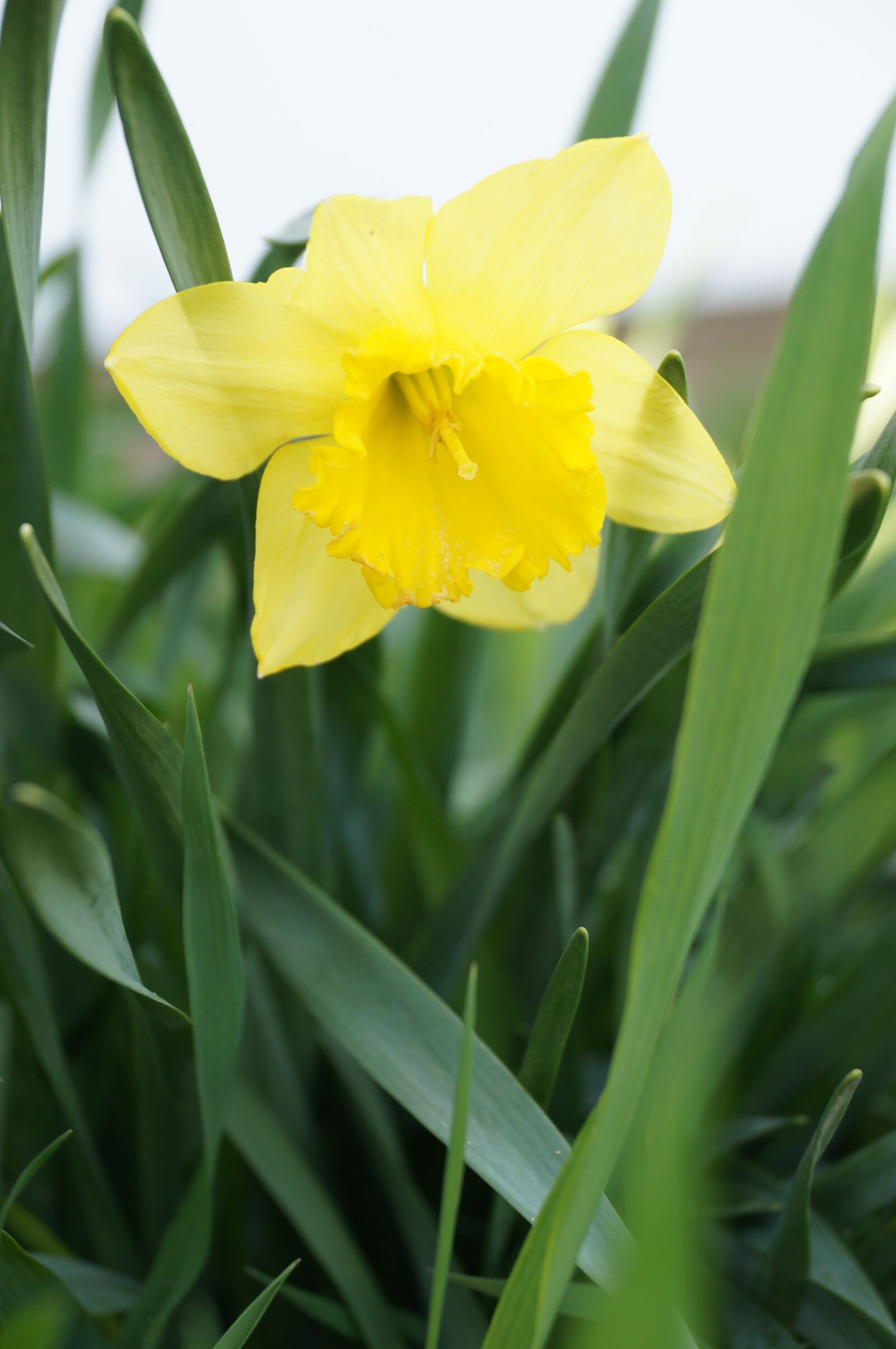 Sony SLT-A57 + Sony DT 18-135mm F3.5-5.6 SAM sample photo. Flower, daffodil, yellow photography