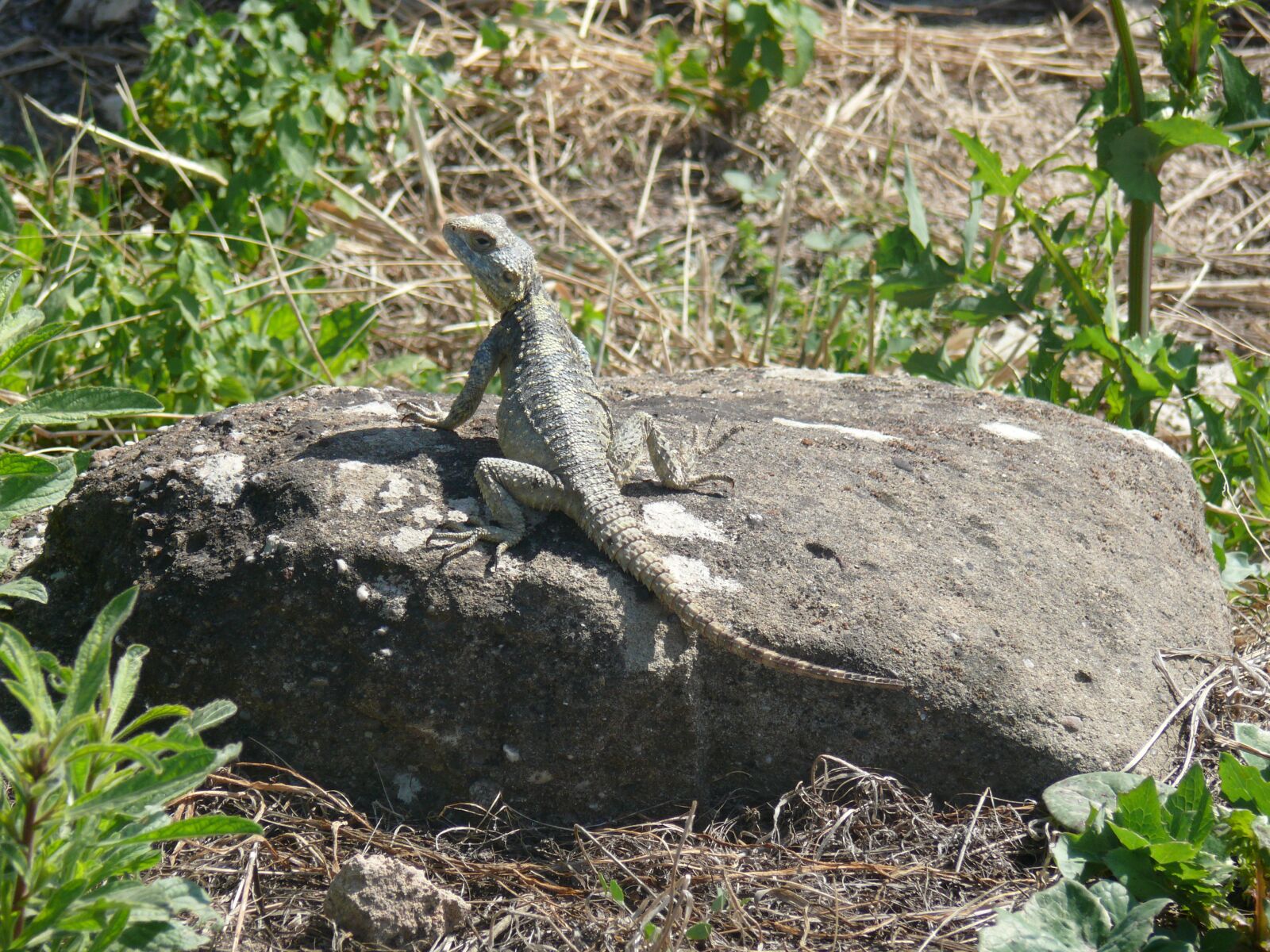 Panasonic DMC-FZ50 sample photo. Reptile, lizard, animals photography