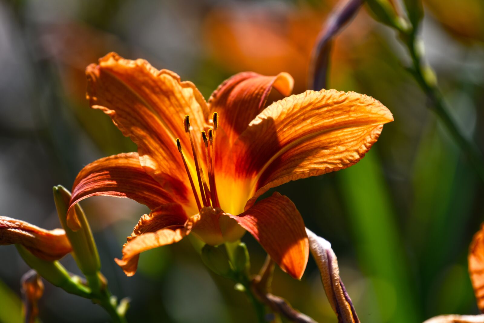 Nikon D750 sample photo. Lily, flower, plant photography
