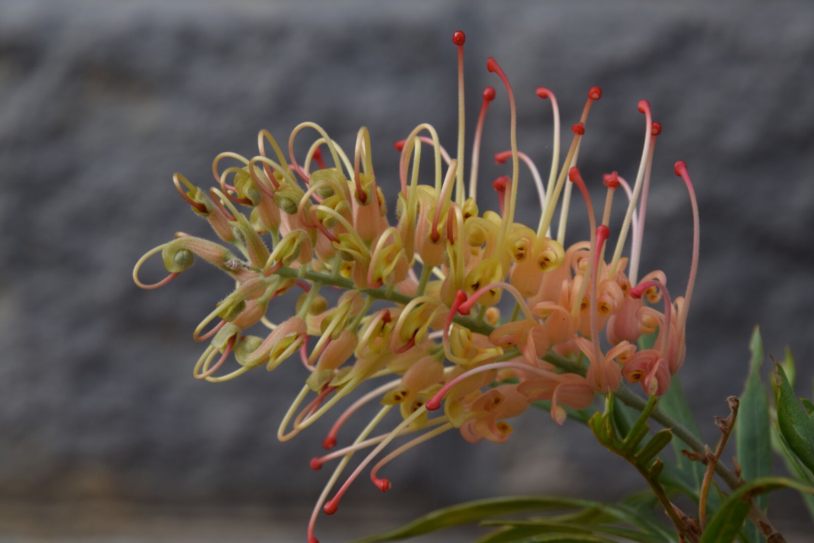 Nikon D5300 sample photo. Australian native plant, grevillea photography