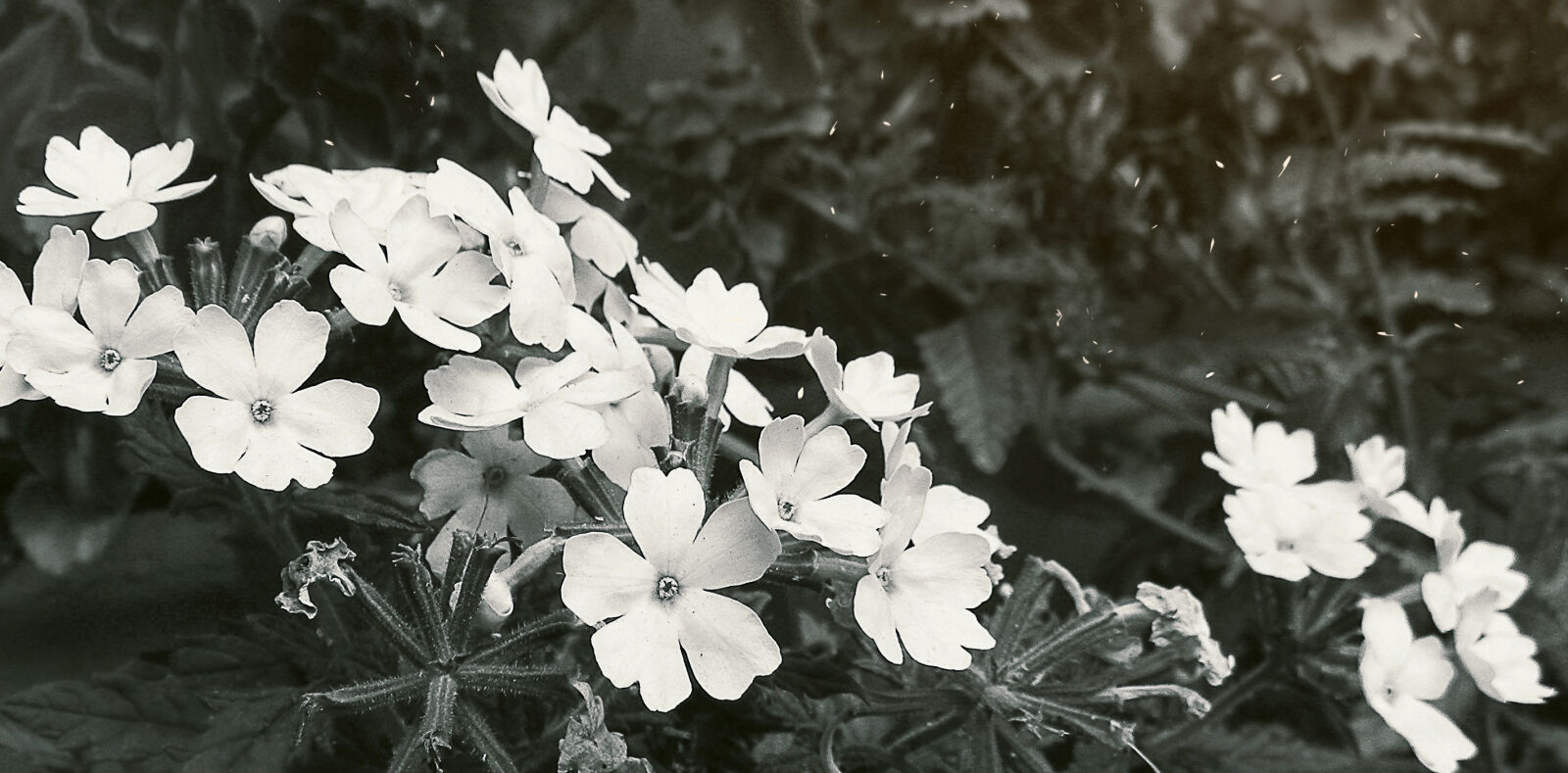 Nikon Coolpix L110 sample photo. Beautiful, flowers, blur, india photography