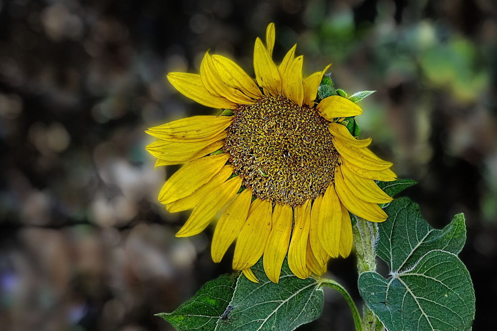 Nikon Coolpix P900 sample photo. Sunflower, blossom, bloom photography