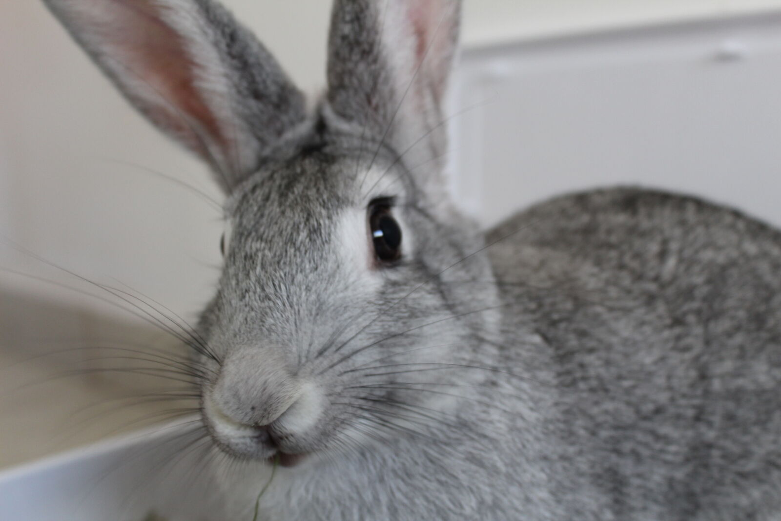 Canon EOS 1300D (EOS Rebel T6 / EOS Kiss X80) sample photo. Animals, bunny, cute, animals photography