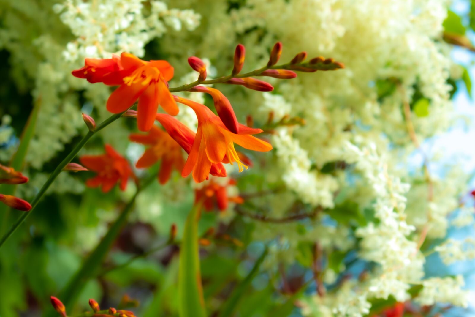 Canon EOS 1300D (EOS Rebel T6 / EOS Kiss X80) sample photo. Montbretia, flower, garden photography