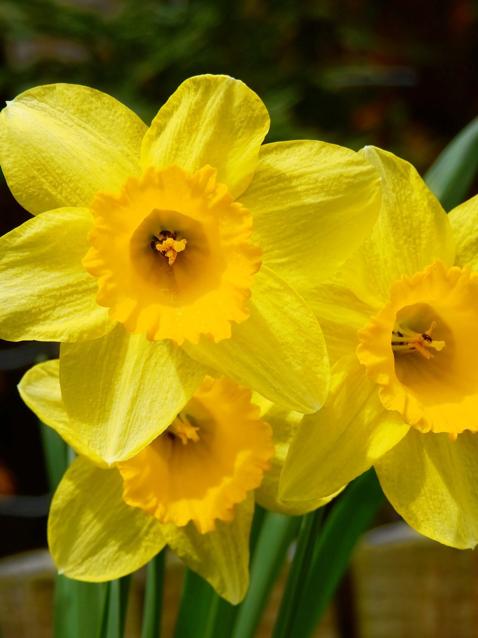 Nikon Coolpix P900 sample photo. Osterglocken, daffodils, yellow photography