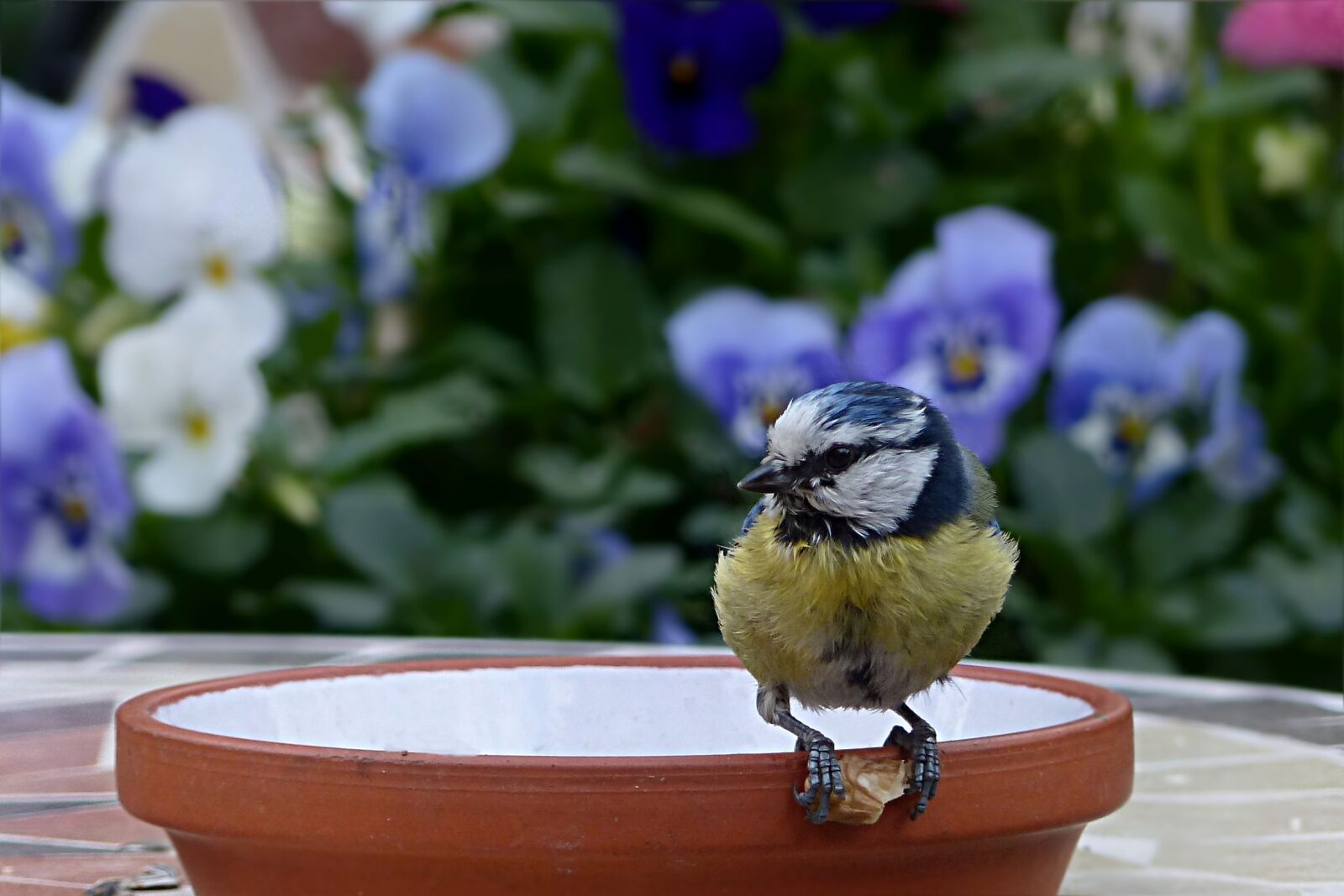 Panasonic Lumix DMC-FZ200 sample photo. Bird, tit, blue tit photography