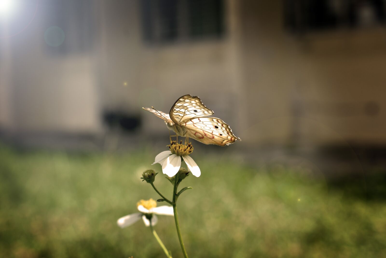 Nikon D3400 sample photo. Butterfly, nature, insects photography