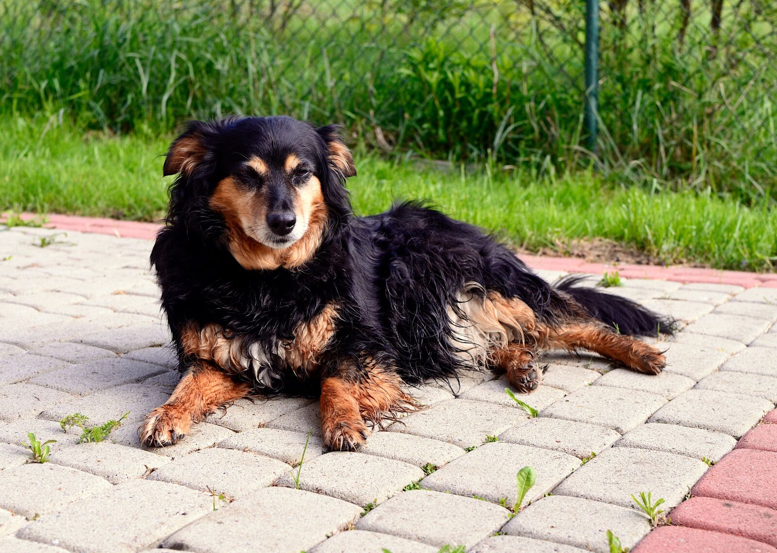 Nikon D7000 sample photo. Dog, sleepy, cat photography