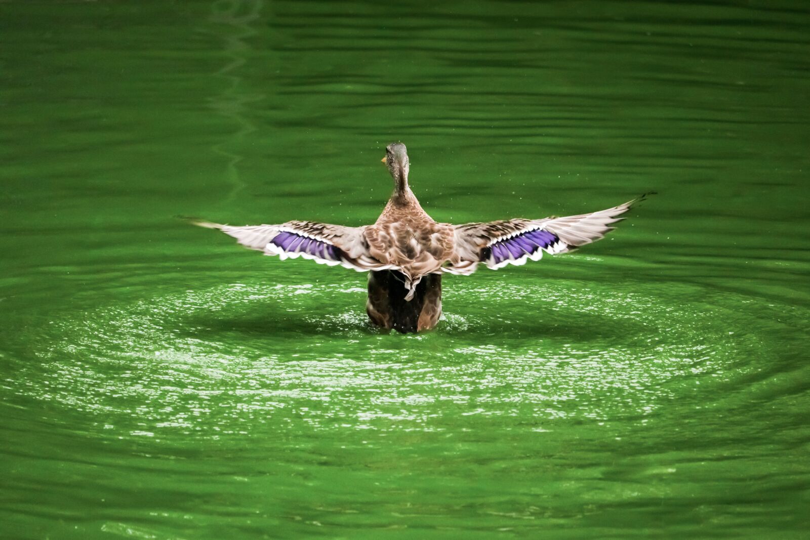Canon EOS 80D sample photo. Bird, duck, nature photography