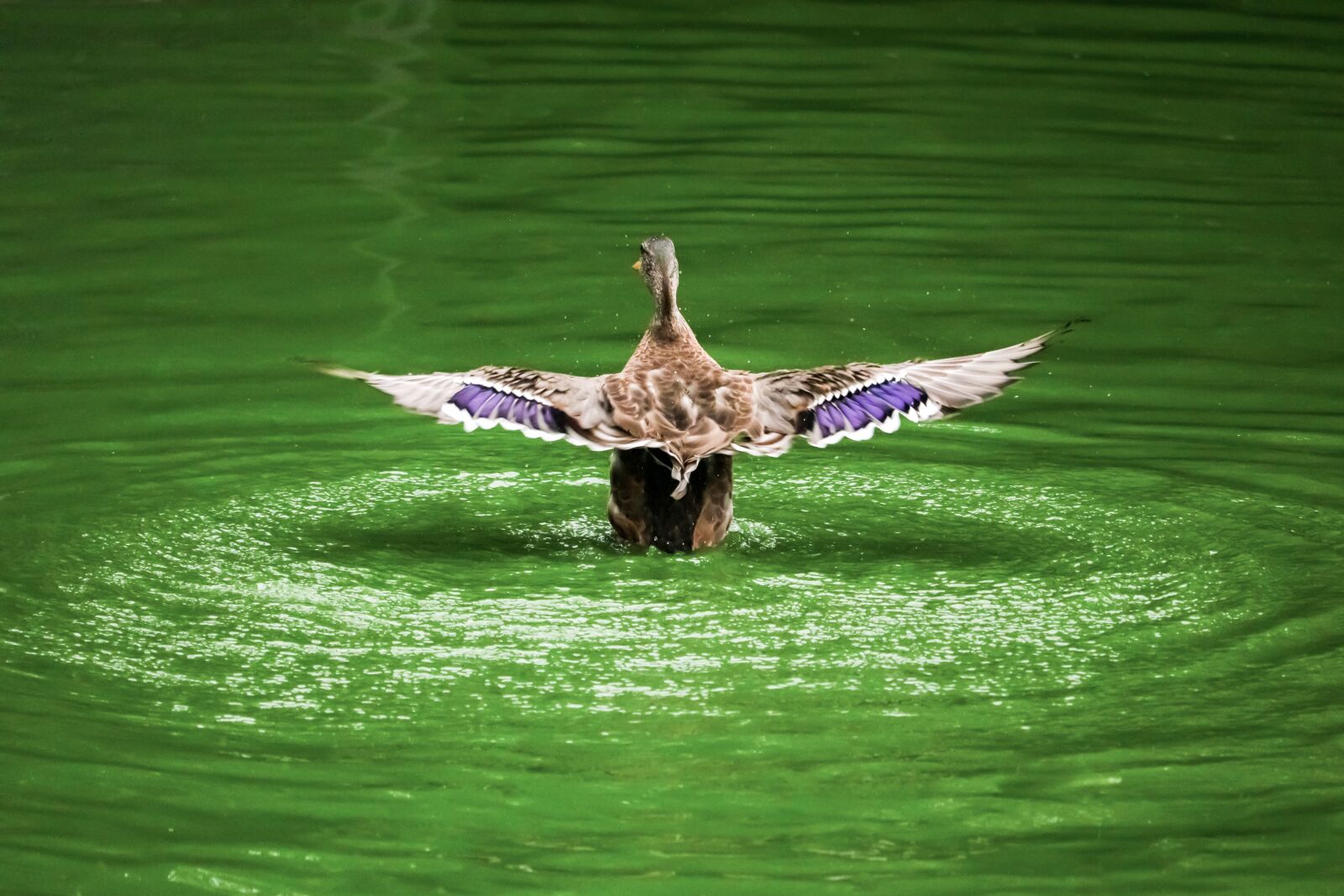 Canon EOS 80D + Canon EF-S 55-250mm F4-5.6 IS STM sample photo. Bird, duck, nature photography