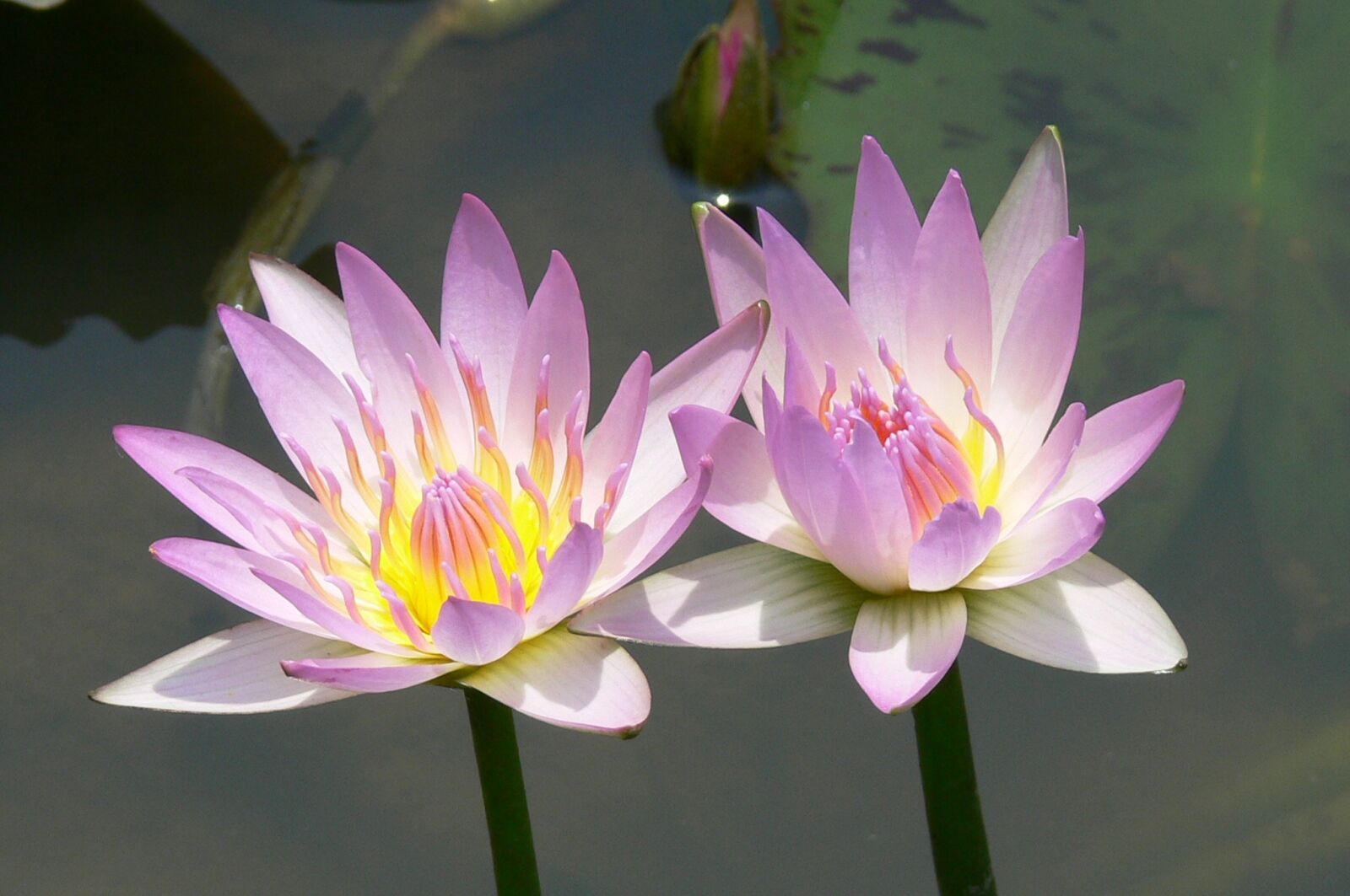 Panasonic DMC-FZ30 sample photo. Lotus, flower photography