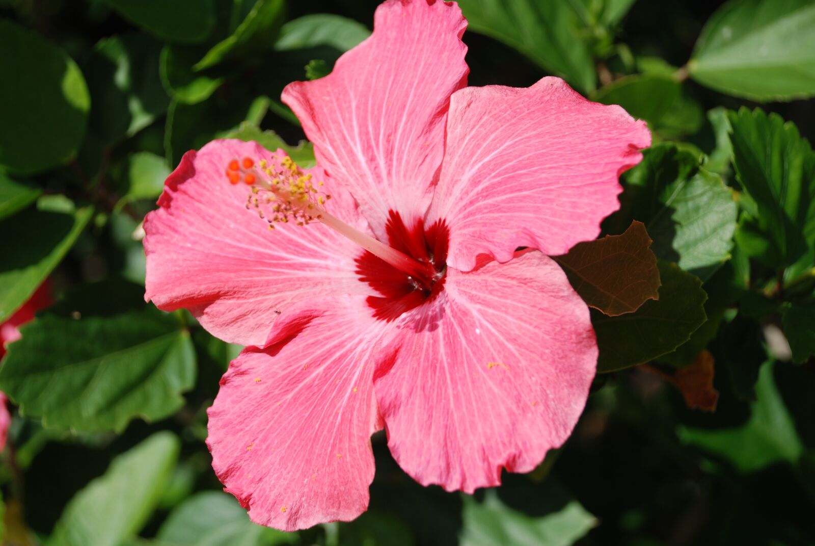 Nikon D80 sample photo. Nature, pink flower, hibiscus photography