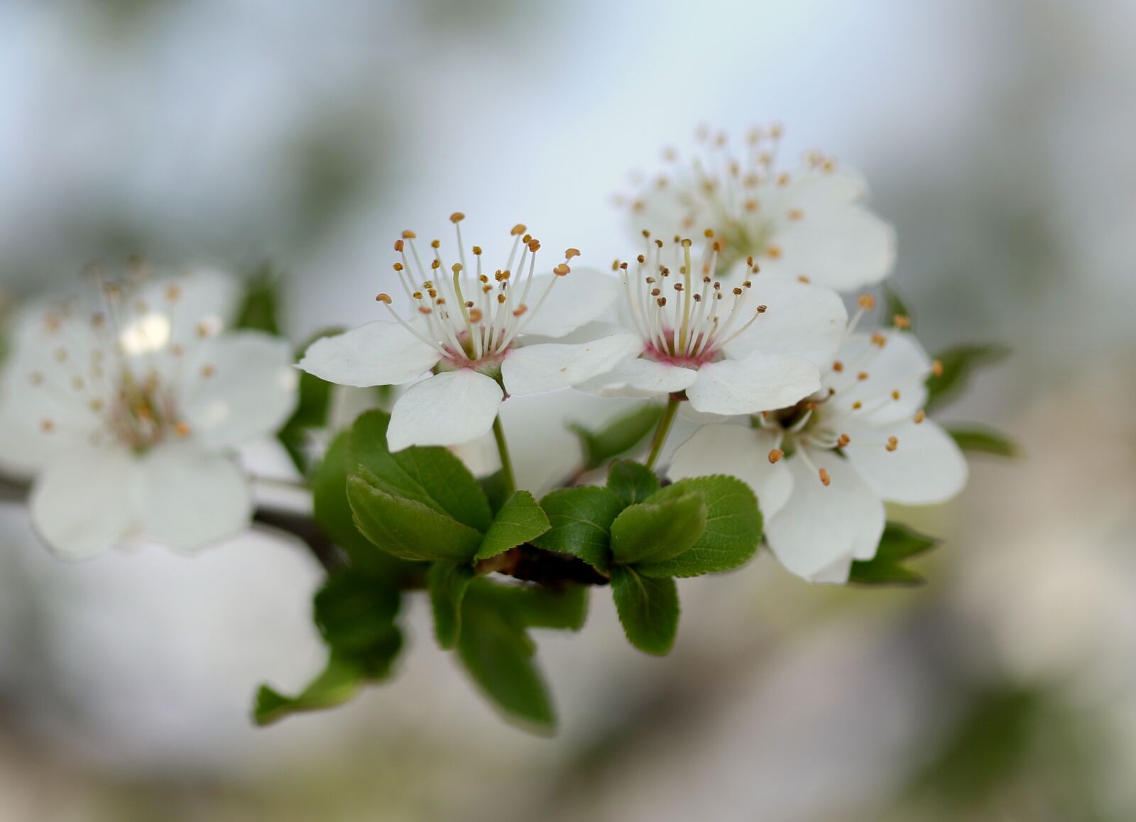 Canon EF-S 60mm F2.8 Macro USM sample photo. Flowers, white, casey photography