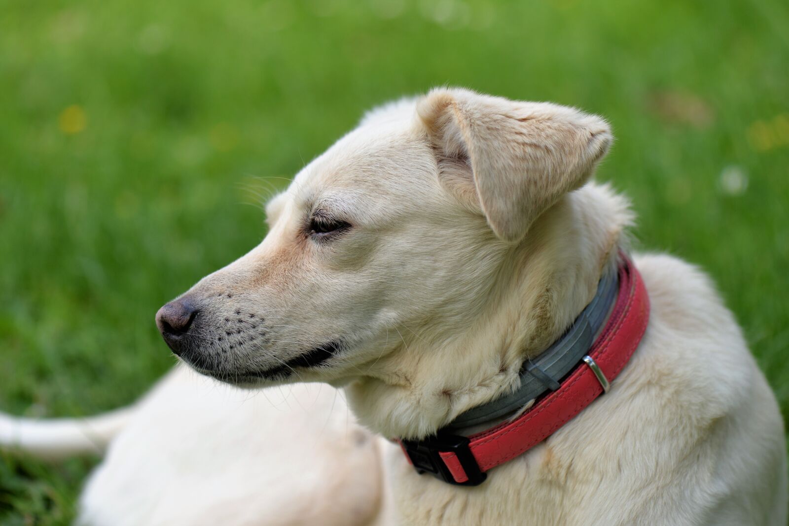 Nikon D610 sample photo. Animal portrait, dog, attention photography