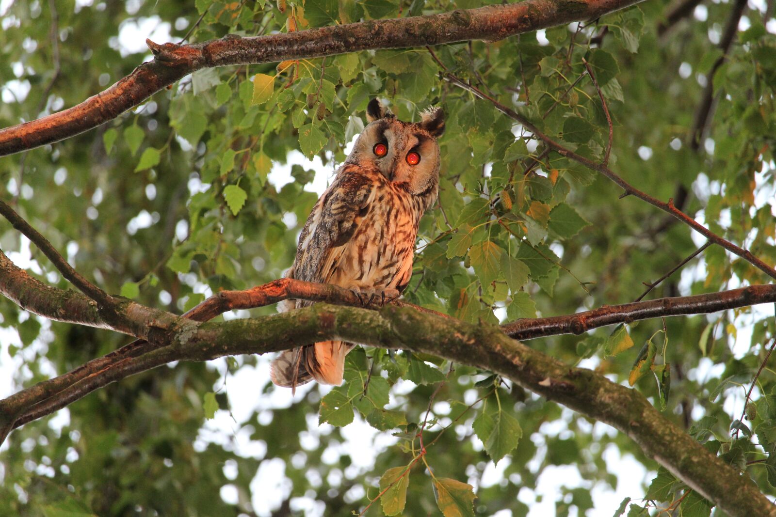 Canon EOS 1300D (EOS Rebel T6 / EOS Kiss X80) sample photo. Long eared owl, owl photography