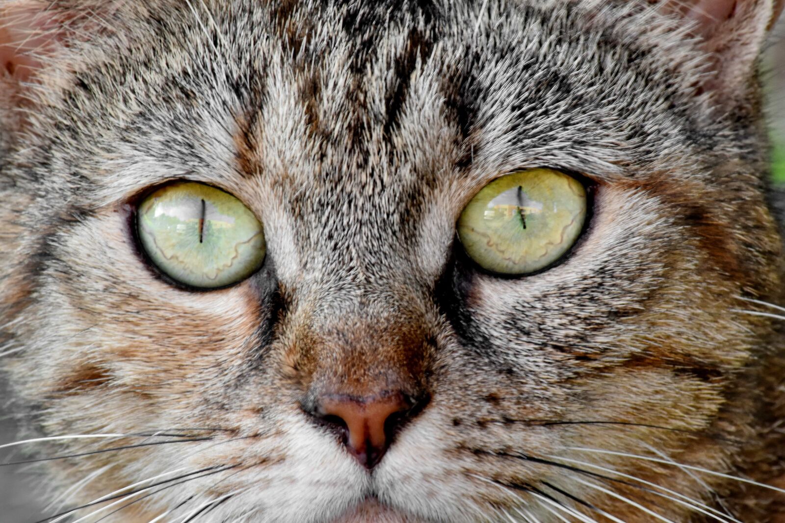 Nikon D5500 sample photo. Details, eyeball, eyelashes, eyes photography