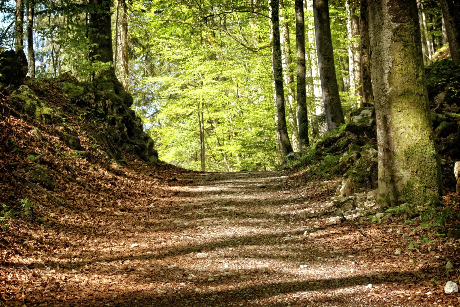 55.0-200.0mm f/4.0-f/5.6 sample photo. Trees, away, forest path photography