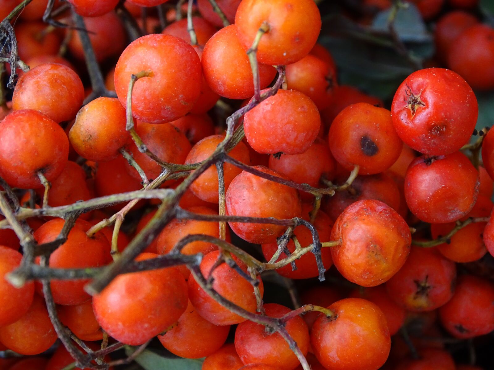 Sony Cyber-shot DSC-HX400V sample photo. Mountain ash, rowanberries, orange photography