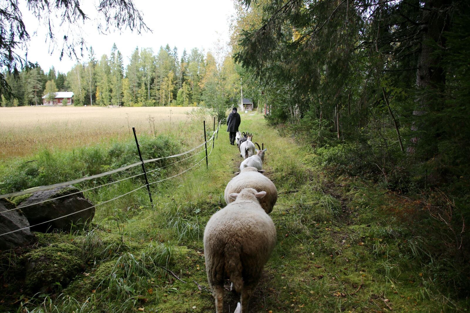 Canon EOS 6D sample photo. The sheep, goat, a photography
