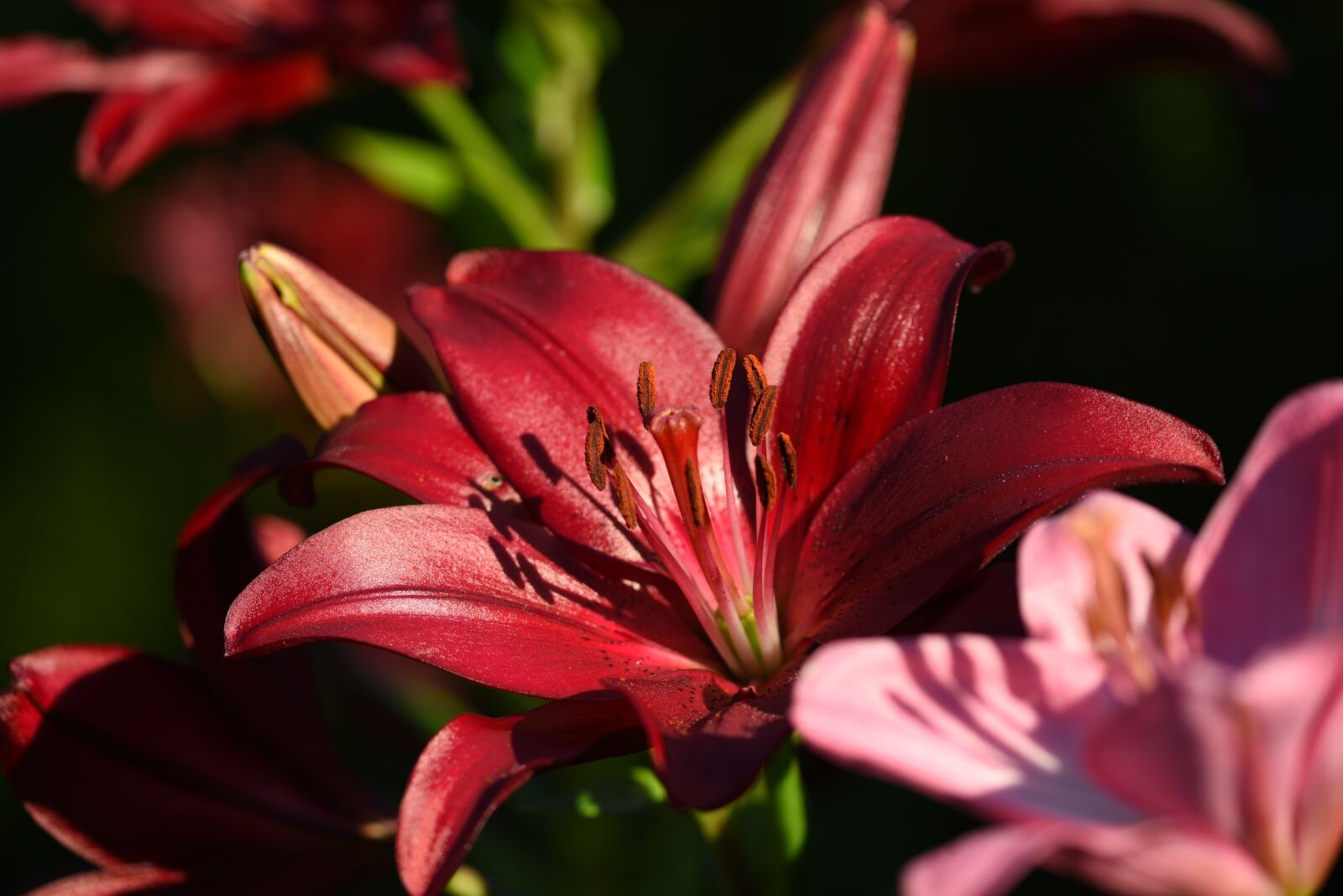 Nikon D750 sample photo. Lilies, flowers, bloom photography