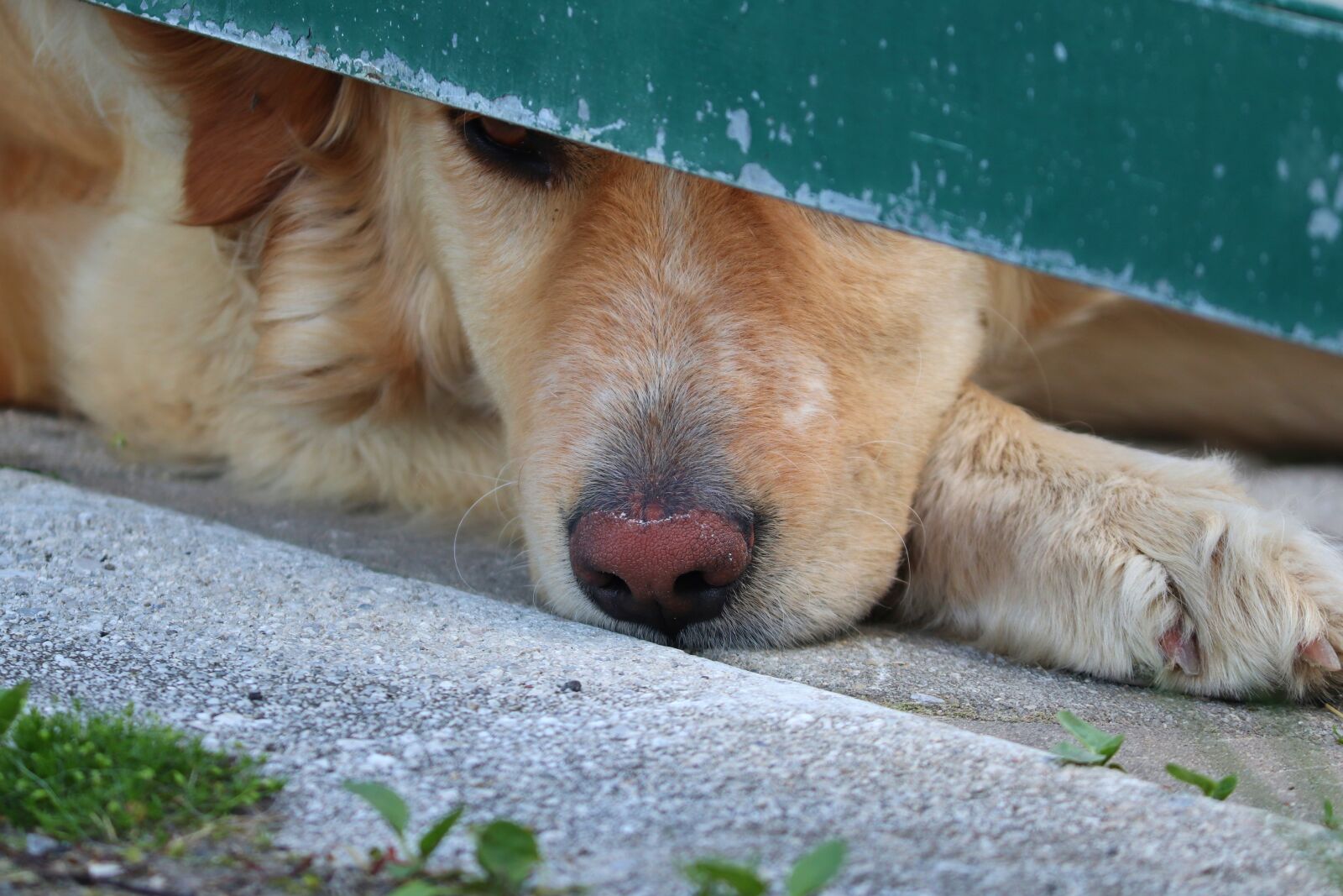 Canon EOS 200D (EOS Rebel SL2 / EOS Kiss X9) sample photo. Guard dog, farmdog, guard photography