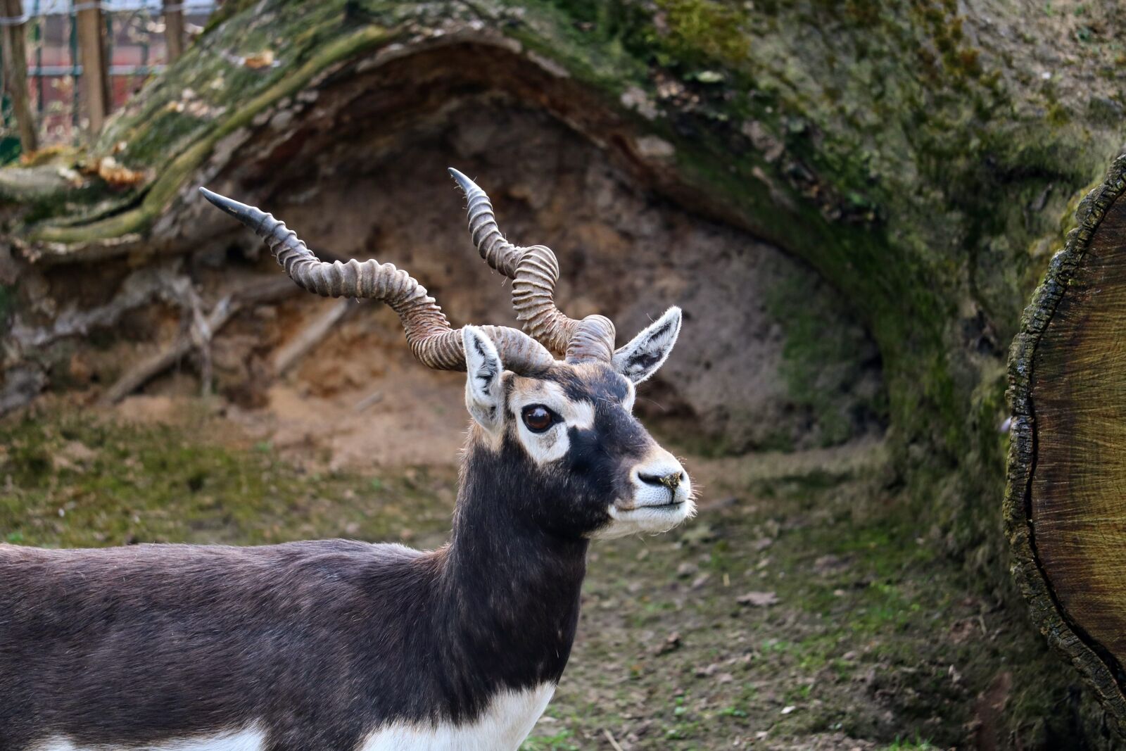 Canon EOS 750D (EOS Rebel T6i / EOS Kiss X8i) sample photo. Mammal, nature, animal photography