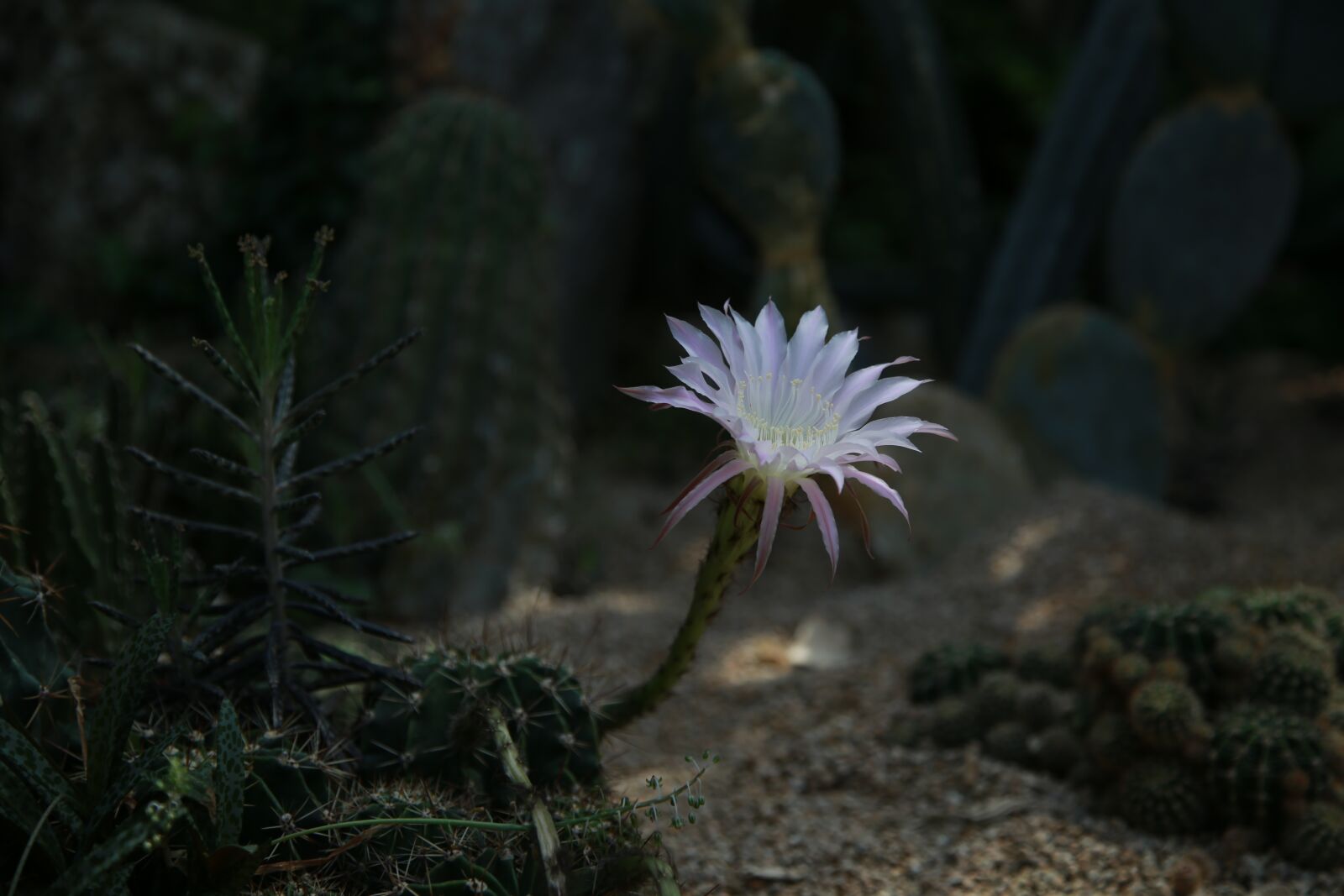Canon EOS 6D + Canon EF 24-105mm F4L IS USM sample photo. Cactus, flowers, thorn photography