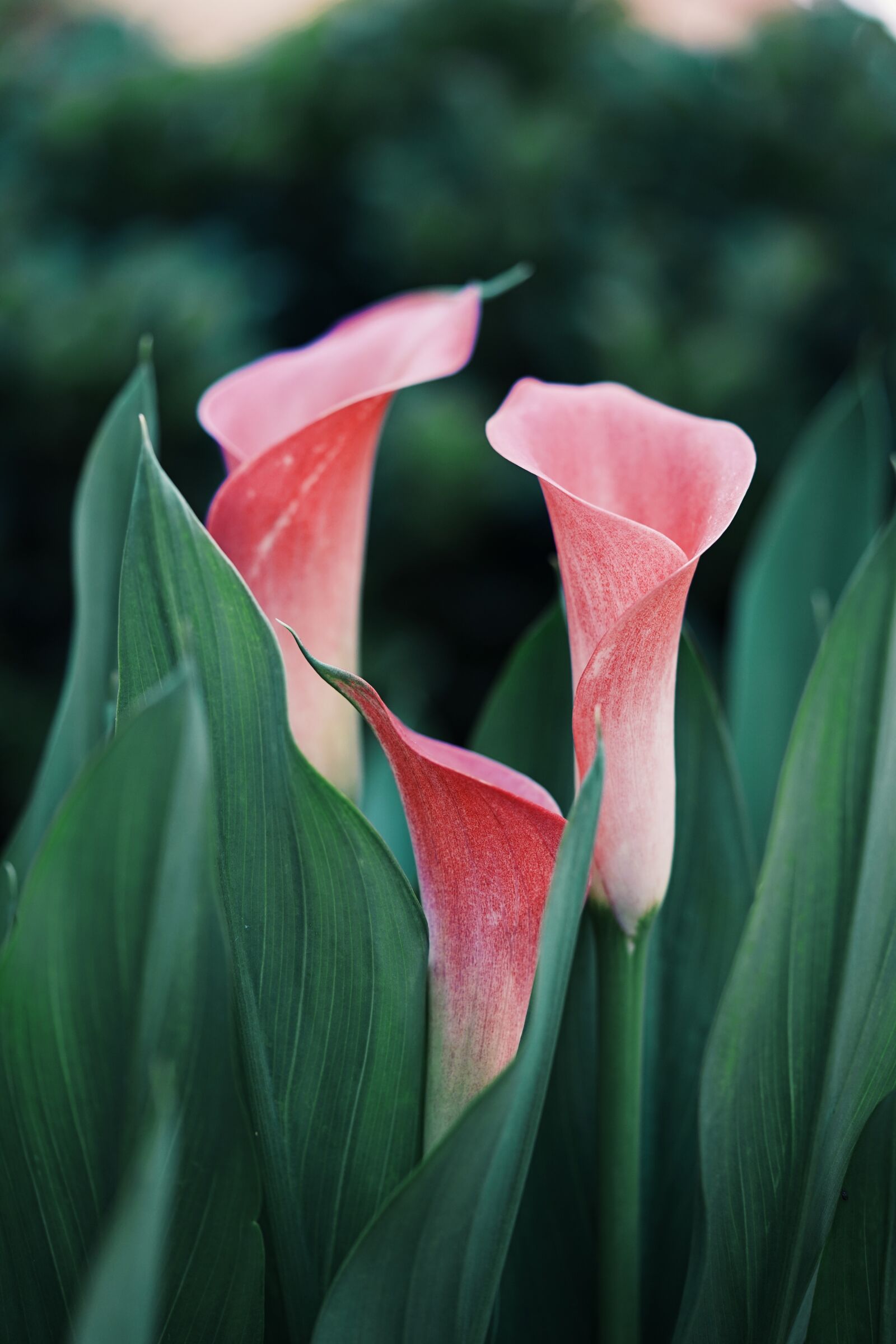 Sony FE 90mm F2.8 Macro G OSS sample photo. Bloom, blossom, flora photography