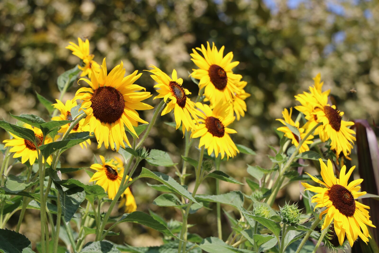 Canon EOS 760D (EOS Rebel T6s / EOS 8000D) sample photo. Garden, park, nature photography