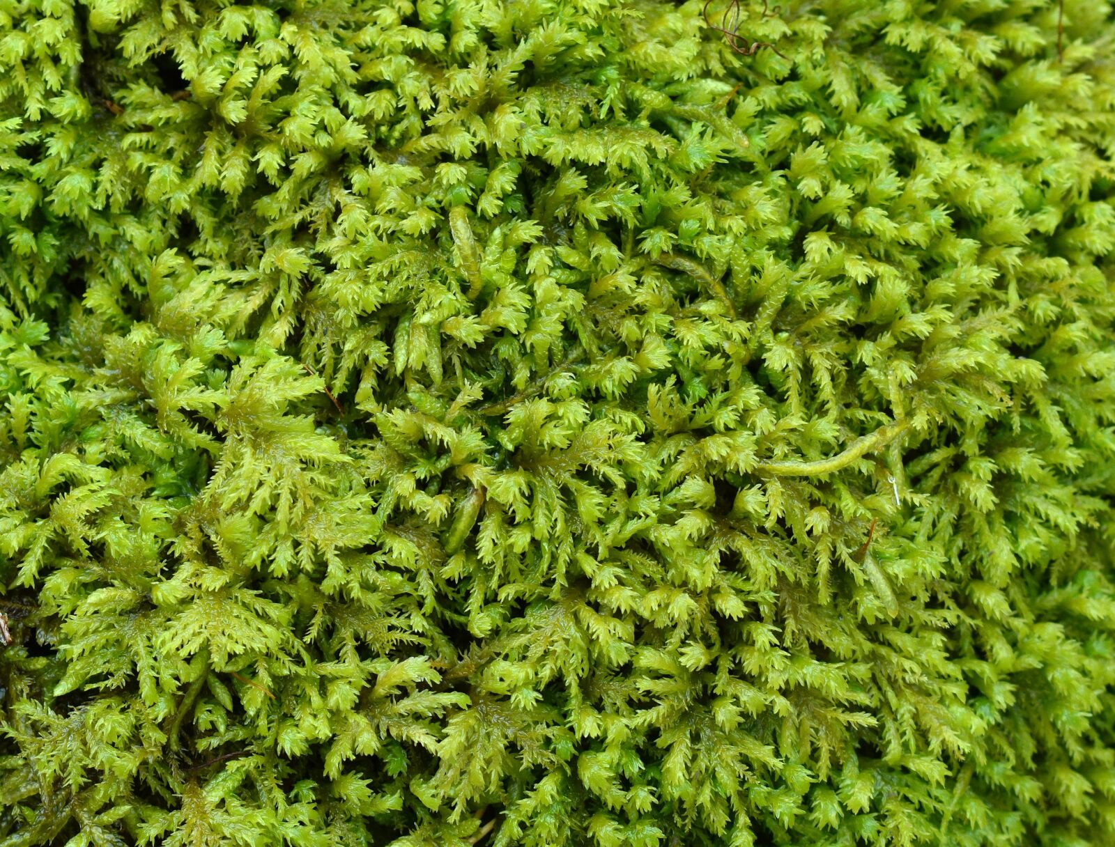 Nikon D3300 sample photo. Fern moss, moss, green photography